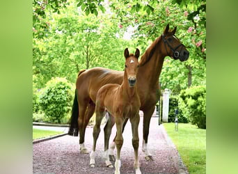 Hanoverian, Mare, 16 years, 16 hh, Chestnut-Red