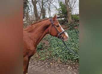 Hanoverian, Mare, 16 years, 16 hh, Chestnut-Red