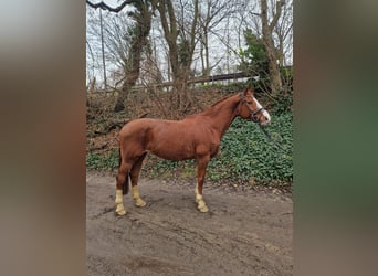 Hanoverian, Mare, 16 years, 16 hh, Chestnut-Red