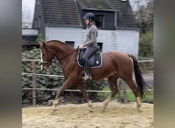 Hanoverian, Mare, 16 years, 16 hh, Chestnut-Red