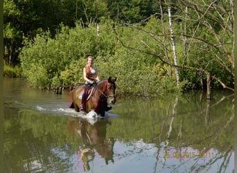 Hanoverian, Mare, 16 years, 16,1 hh, Bay-Dark