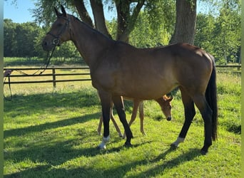 Hanoverian, Mare, 16 years, 16,2 hh, Brown