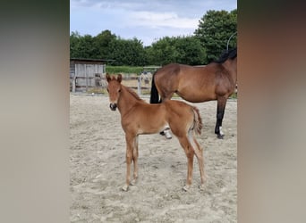 Hanoverian, Mare, 16 years, 16,2 hh, Brown