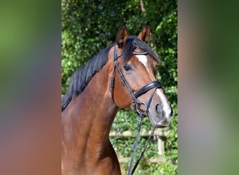 Hanoverian, Mare, 16 years, 16,2 hh, Brown