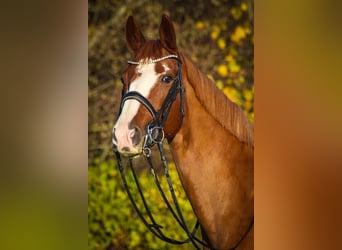 Hanoverian, Mare, 16 years, 16,2 hh, Chestnut-Red