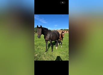Hanoverian, Mare, 16 years, 16,2 hh, Smoky-Black