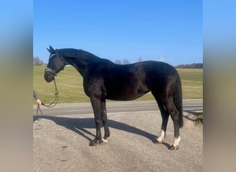 Hanoverian, Mare, 16 years, 16,3 hh, Black
