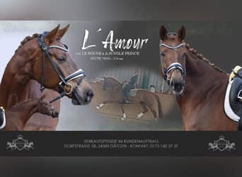 Hanoverian, Mare, 16 years, 16,3 hh, Chestnut