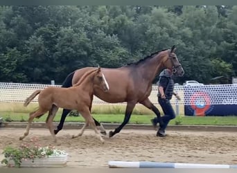 Hanoverian, Mare, 16 years, 17.1 hh, Brown
