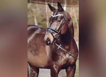 Hanoverian, Mare, 16 years, 17 hh, Bay-Dark