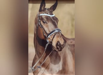 Hanoverian, Mare, 16 years, 17 hh, Bay-Dark