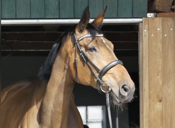 Hanoverian, Mare, 16 years, 17 hh, Brown