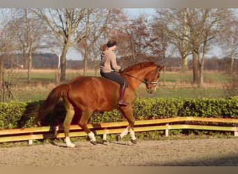Hanoverian, Mare, 16 years, 17 hh, Chestnut-Red