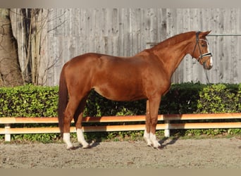 Hanoverian, Mare, 16 years, 17 hh, Chestnut-Red