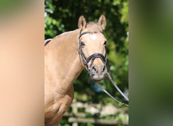 Hanoverian, Mare, 17 years, 14.1 hh, Palomino