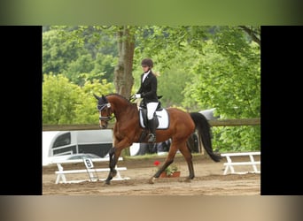 Hanoverian, Mare, 17 years, 15.2 hh, Brown
