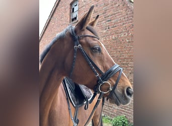 Hanoverian, Mare, 17 years, 15.2 hh, Brown