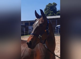 Hanoverian, Mare, 17 years, 15.3 hh, Brown
