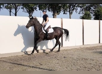 Hanoverian, Mare, 17 years, 16.1 hh, Black