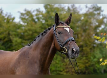 Hanoverian, Mare, 17 years, 16.1 hh, Brown