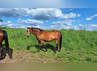 Hanoverian, Mare, 17 years, 16.1 hh, Brown