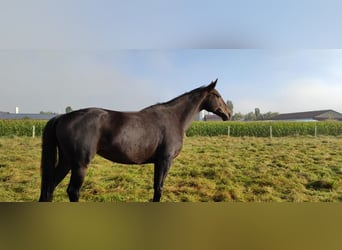 Hanoverian, Mare, 17 years, 16.1 hh, Brown