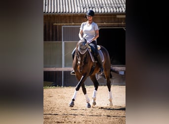 Hanoverian, Mare, 17 years, 16.1 hh, Brown