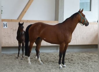Hanoverian, Mare, 17 years, 16.1 hh, Brown