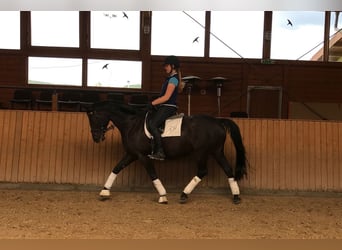 Hanoverian, Mare, 17 years, 16.1 hh, Smoky-Black