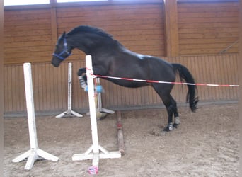 Hanoverian, Mare, 17 years, 16,1 hh, Smoky-Black