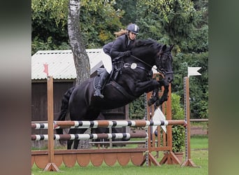 Hanoverian, Mare, 17 years, 16.2 hh, Black