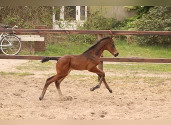 Hanoverian, Mare, 17 years, 16,2 hh, Brown