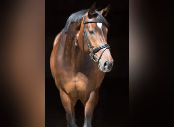 Hannoveraner, Stute, 17 Jahre, 16,2 hh, Brauner