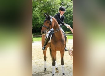 Hanoverian, Mare, 17 years, 16.2 hh, Brown