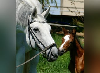 Hanoverian, Mare, 17 years, 16,2 hh, Gray