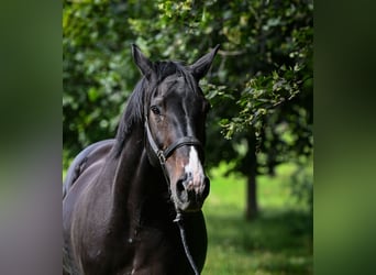 Hanoverian, Mare, 17 years, 16.3 hh, Bay-Dark