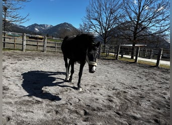 Hanoverian, Mare, 17 years, 16.3 hh, Bay-Dark