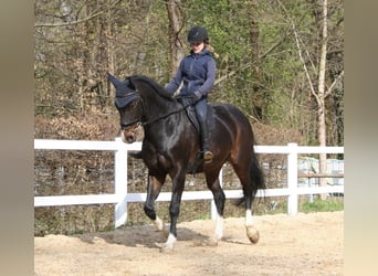 Hanoverian, Mare, 17 years, 16 hh, Bay-Dark