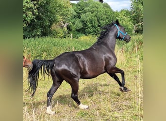 Hanoverian, Mare, 17 years, 16 hh, Black