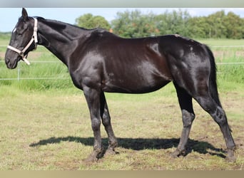 Hanoverian, Mare, 17 years, 16 hh, Black