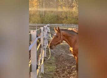 Hanoverian, Mare, 17 years, 16 hh, Brown
