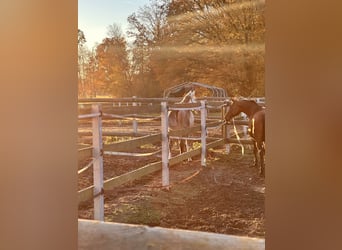 Hanoverian, Mare, 17 years, 16 hh, Brown