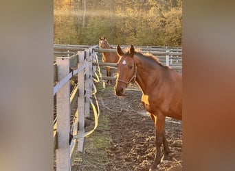 Hanoverian, Mare, 17 years, 16 hh, Brown