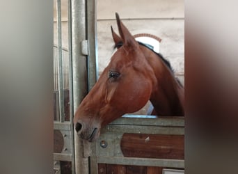 Hanoverian, Mare, 17 years, 16 hh, Brown