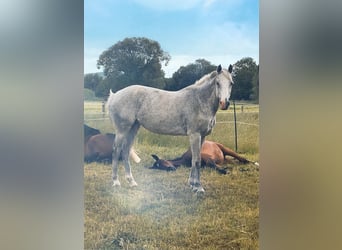 Hanoverian, Mare, 17 years, 16 hh, Grey-Fleabitten