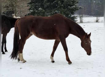 Hanoverian, Mare, 17 years, 16,1 hh, Chestnut-Red