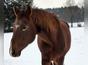 Hanoverian, Mare, 17 years, 16,1 hh, Chestnut-Red