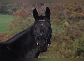 Hanoverian, Mare, 17 years, 16,1 hh, Smoky-Black