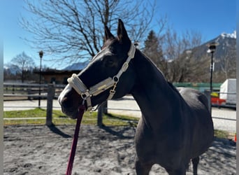 Hanoverian, Mare, 17 years, 16,3 hh, Bay-Dark