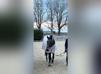 Hanoverian, Mare, 17 years, 17 hh, Brown